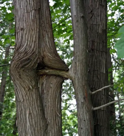Perverted Tree