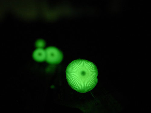 Glowing Mushrooms! Cool Pics