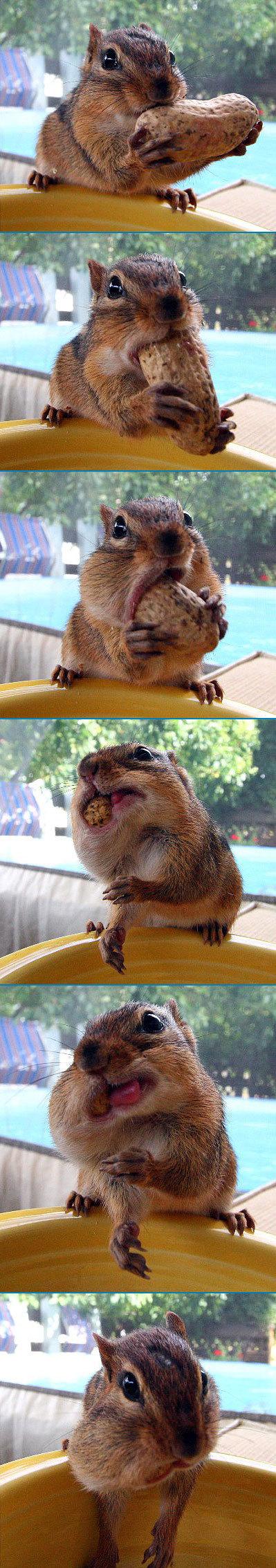 Eating a Nut