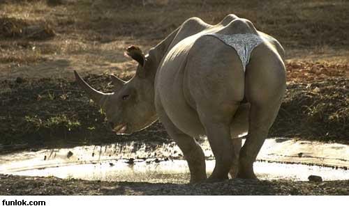 Booty Rhino