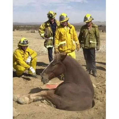 Horse Stuck