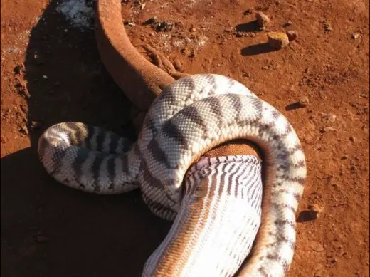 Snake Eats Giant Lizard