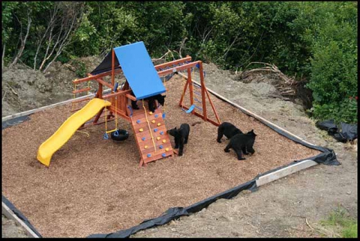 Bear Cub Playground