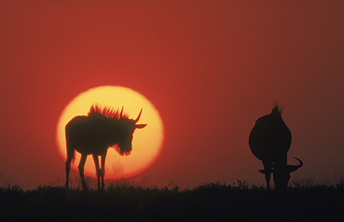 More African Wildlife