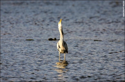 Heron Vs Ducks