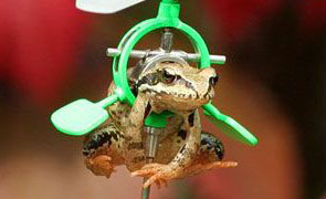 Real Flying Frogs