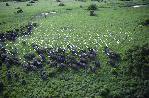 More African Wildlife