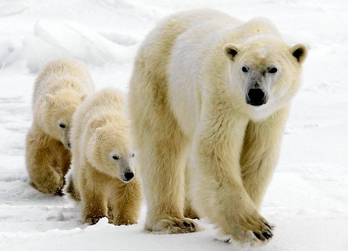 More Polar Bears