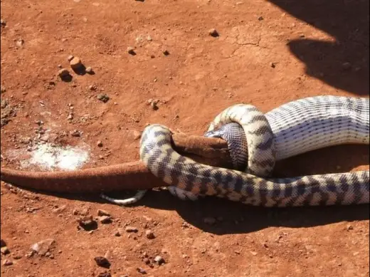 Snake Eats Giant Lizard