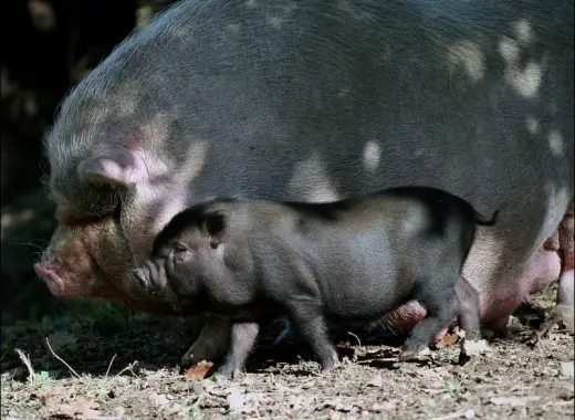 Mother and Child Hogs