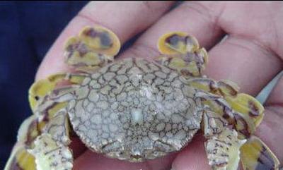 Eccentric Crab