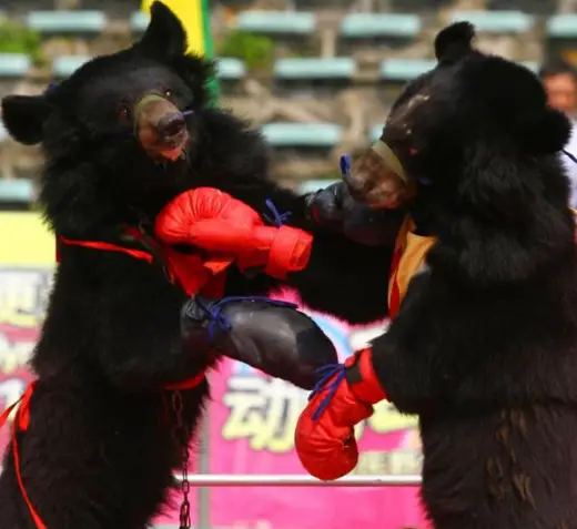 Boxing Bears