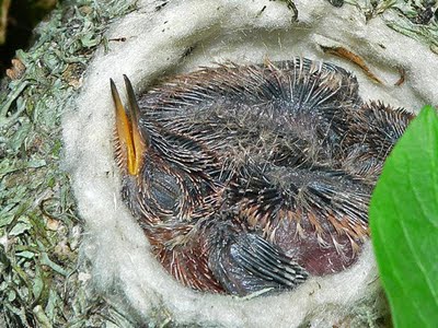 Birth of a Humming Bird