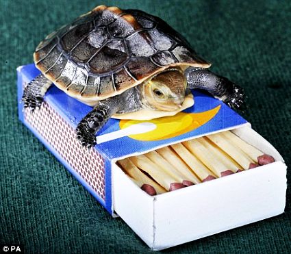 Matchbox Turtle 