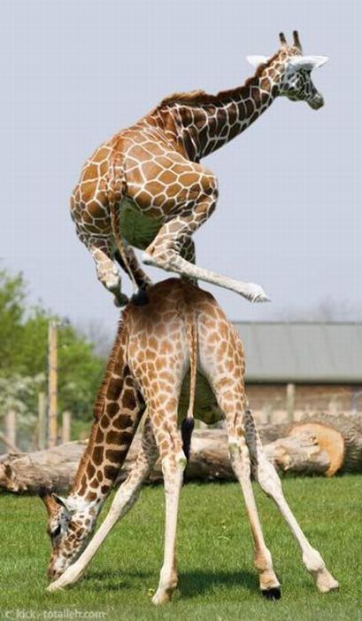 Giraffe Giddiyap!