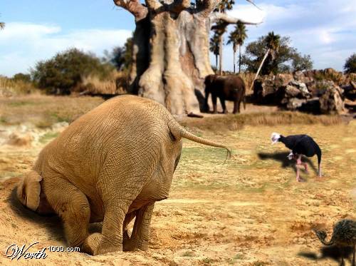 Hiding an Elephant