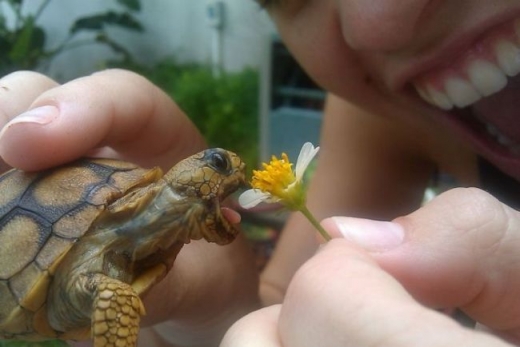 Turtle Eating Flower