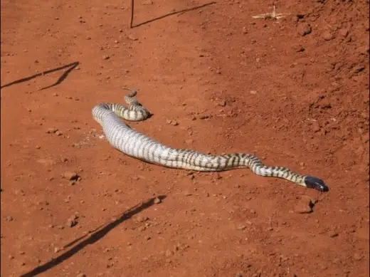 Snake Eats Giant Lizard