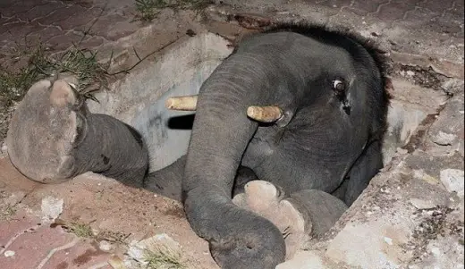 Elephant in a Hole