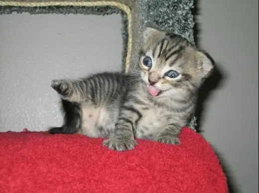 Its a Kitten. Herp Derp.