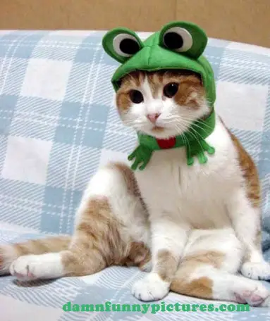 Cat Frog Costume