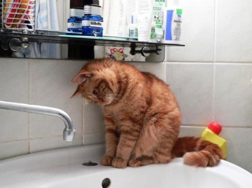 Water Pweez-Funny Cat Pic