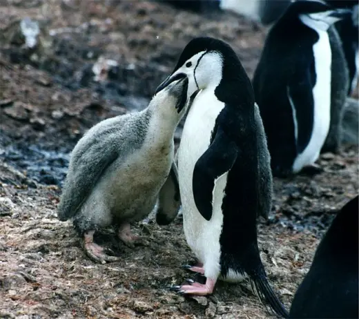 Penguins Galore