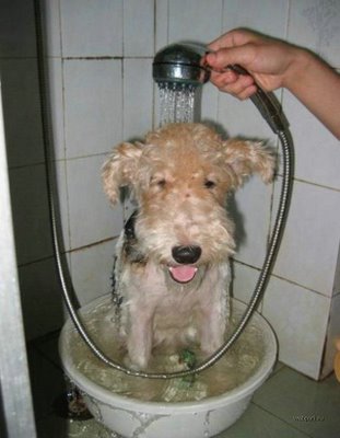 Funny Bathing Your Pets