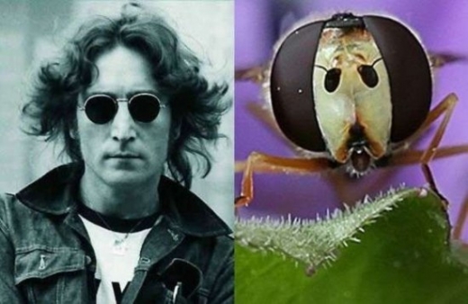 Celebrity Animal Look Alikes