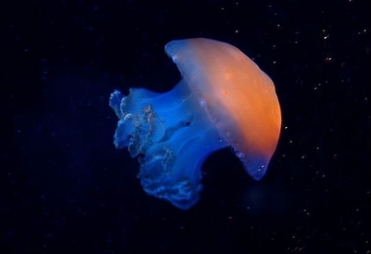 Coolest Jelly FIsh Gallery