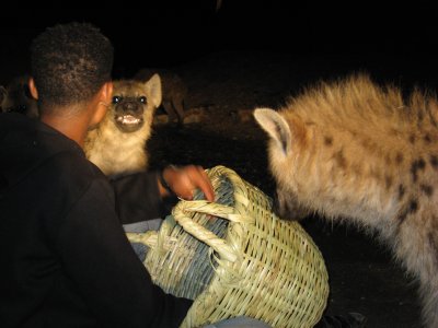 Mouth Feeding Hyenas