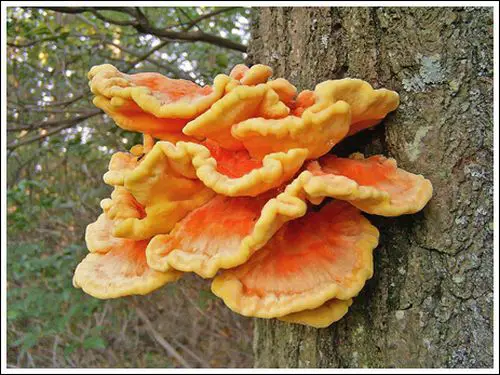 Colorful Mushrooms