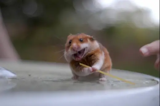 Fear the Ninja Hamster!