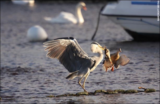 Heron Vs Ducks