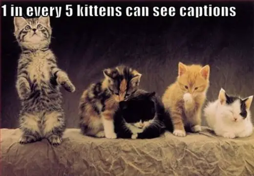 Cutest Kittens Can See