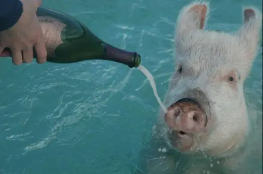 Swimming Pigs