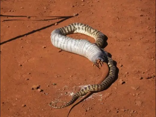 Snake Eats Giant Lizard