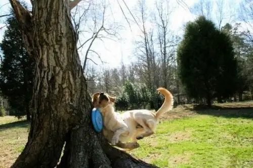 Fail Dog-Funny Pictures