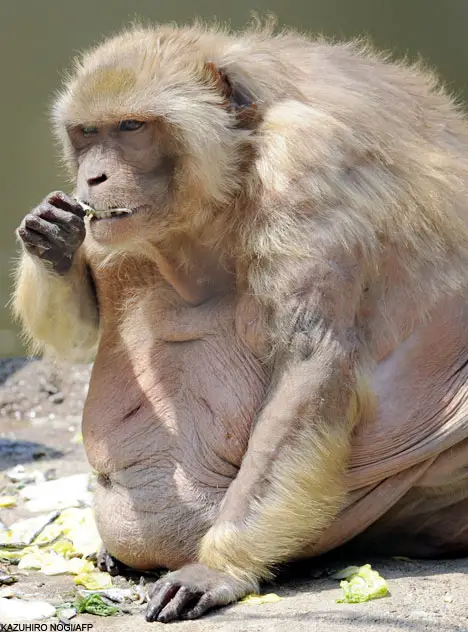 Obese Monkeys