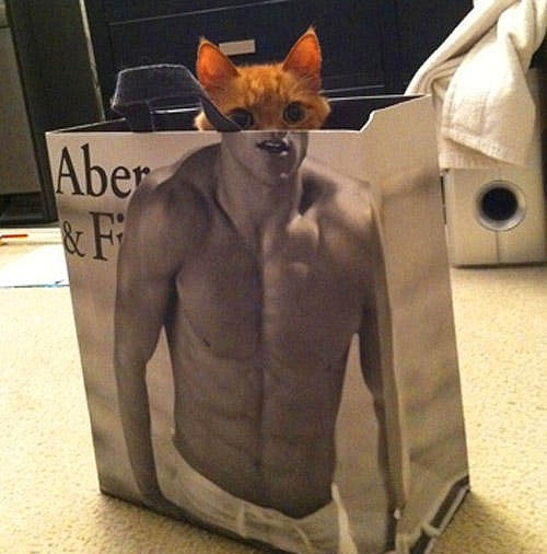 Abercrombie Cat Is Watching You