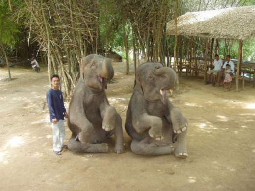 Elephants Hanging Out