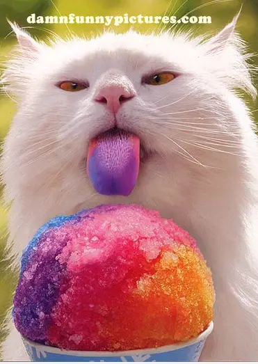 Rainbow Slurpee Cat