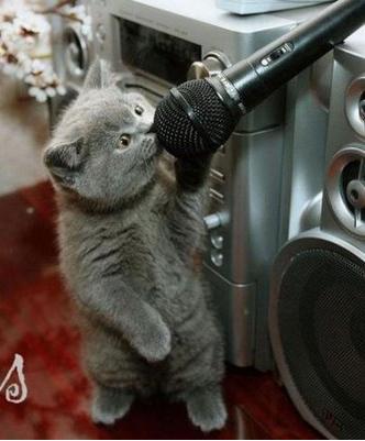 Cat Knows How To Sing