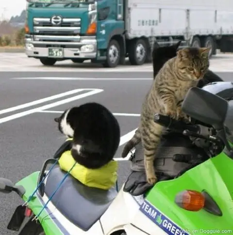 Cat On A Ride