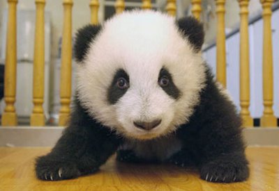 Growth Of A Panda