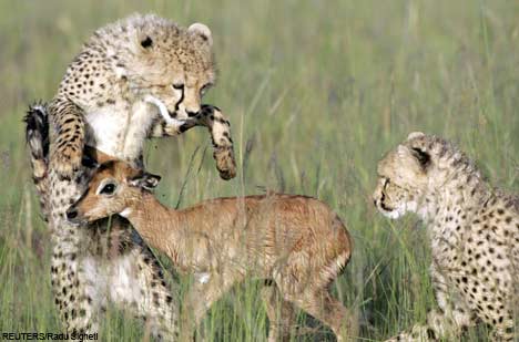 Cheetahs Eat Fawn