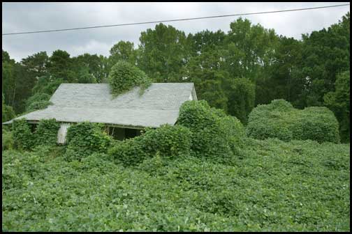 Kudzu Covered Houses