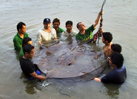 Giant Stingrays