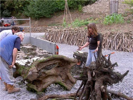 Nature Horses Using Driftwood