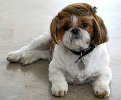 Cute Hairstyle For Dogs